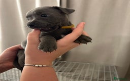 Staffordshire Bull Terrier dogs for sale: Stunning pure blue staffies - Image 17