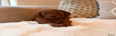 Cockapoo 1