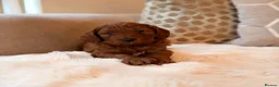 Cockapoo dogs for sale: ** RARE MAHOGANY RED F1 TOY COCKAPOO PUPS ** - Advert 11