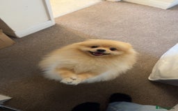 Pomeranian dogs for sale: Male Pomeranian  - Image 2