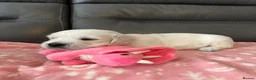 Golden Retriever dogs for sale: KC Old English Cream Golden Retriever Puppies  - Advert 12