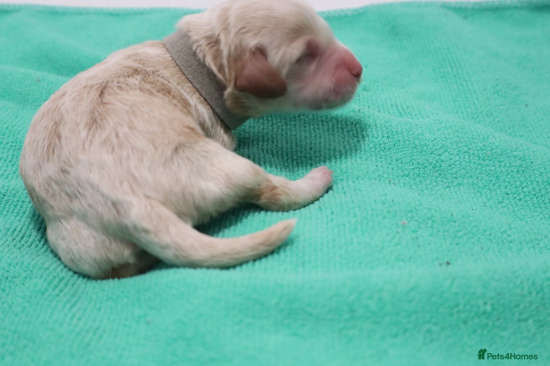 Cockapoo dogs for sale: 5 * BREEDERS, ELITE COCKAPOOS F1 PUPPIES - Advert 6