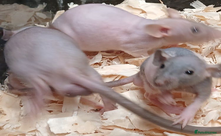 Rat rodents - Advert 3