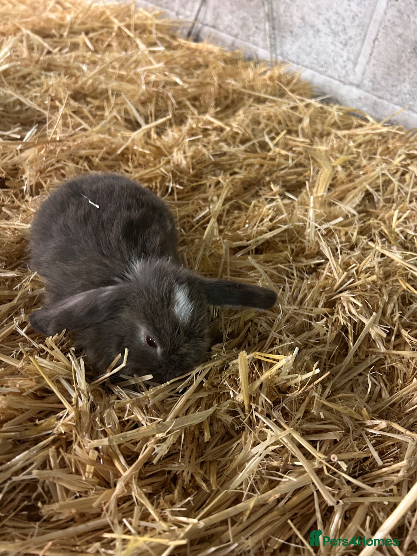 Mini Lop rabbits Mini lop - Advert 2