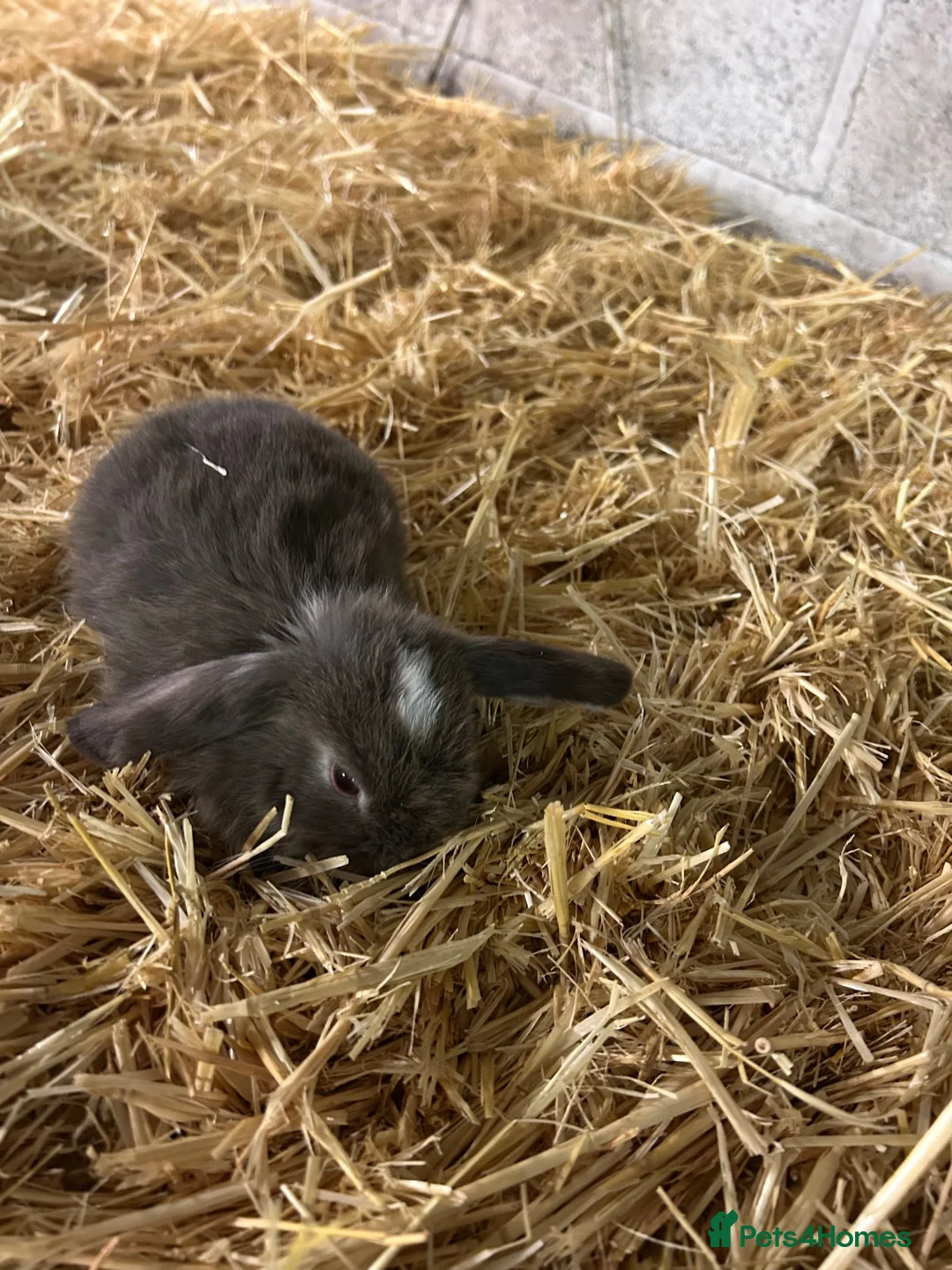Mini Lop rabbits for sale: Mini lop - Advert 1