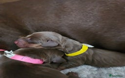 Miniature Dachshund dogs for sale: Chocolate and Tan mini dachshund  - Image 16