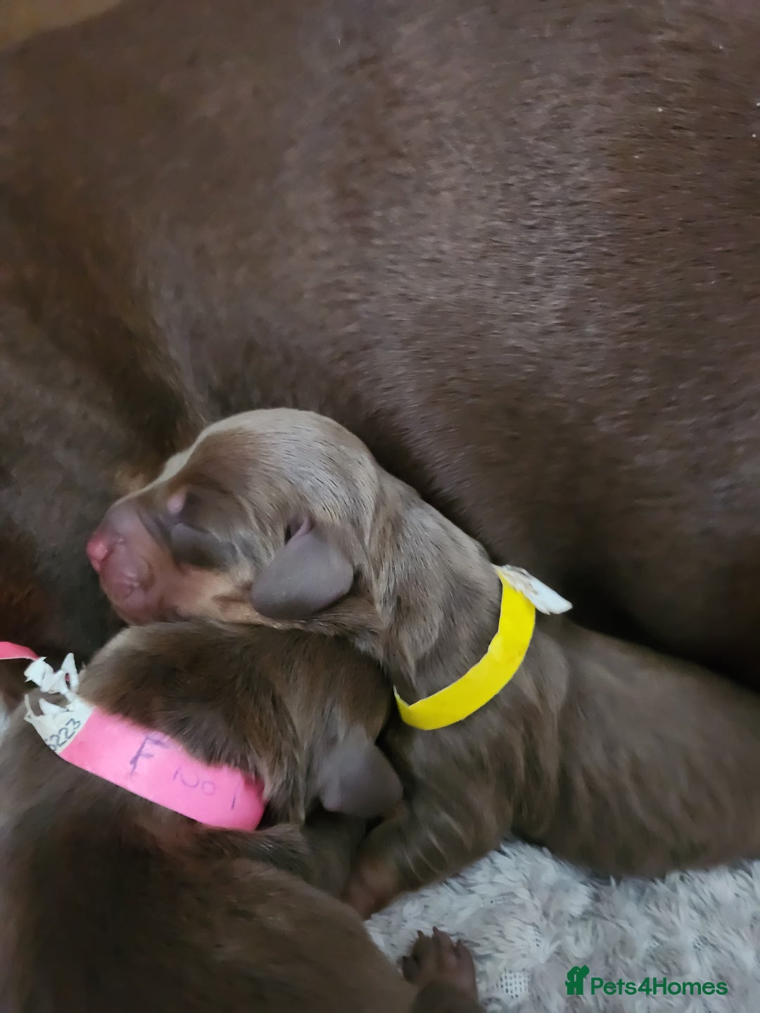 Miniature Dachshund dogs for sale: Chocolate and Tan mini dachshund  - Image 16