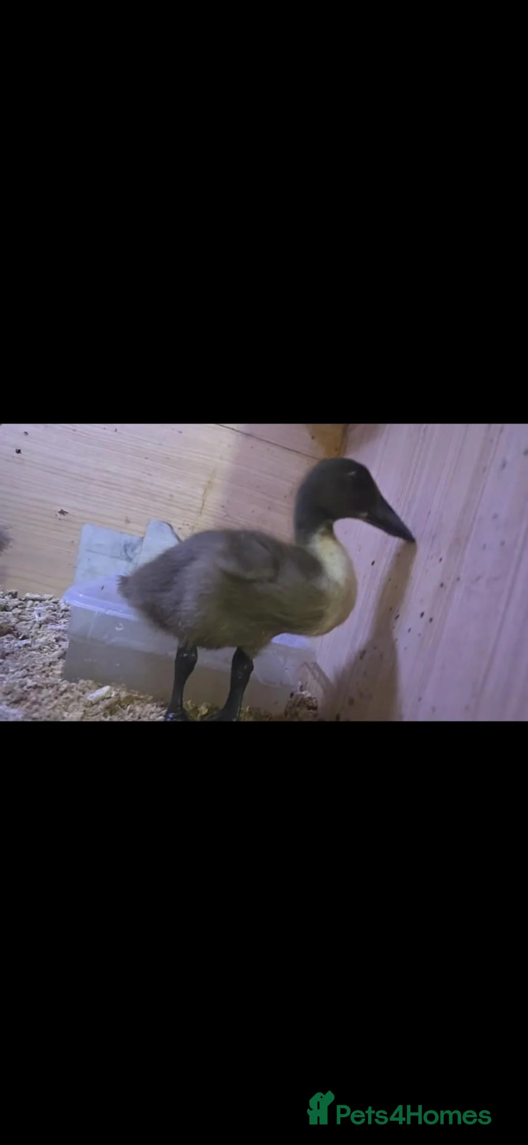 Mixed Breed poultry for sale: 1 cockerel 2 hens and 2 ducks - Advert 5