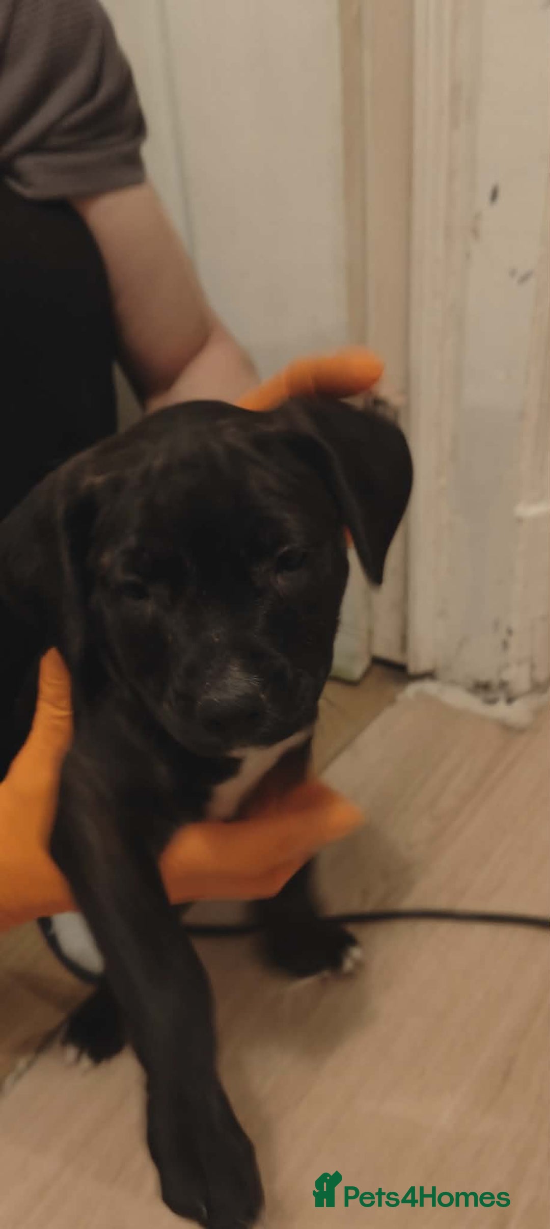 Staffordshire Bull Terrier dogs for sale: Beautiful stunning staffy puppies READY To go !!! - Advert 6