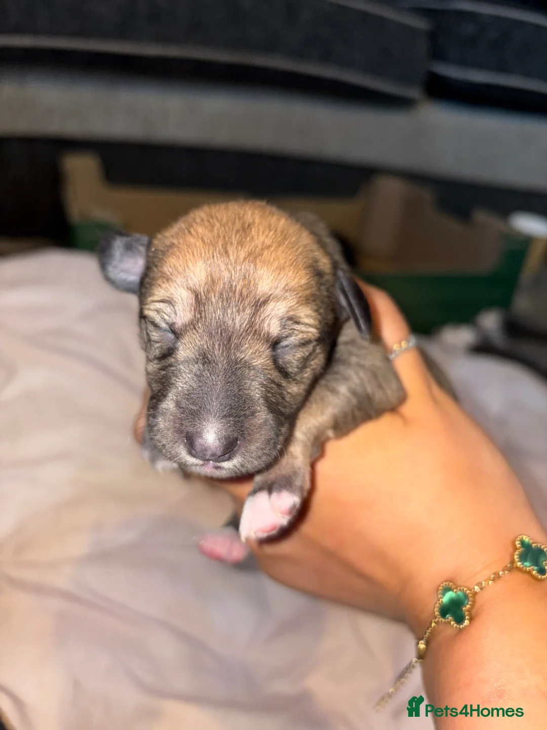 Mixed Breed dogs for sale: BEDLINGTON WHIPPET  - Advert 27