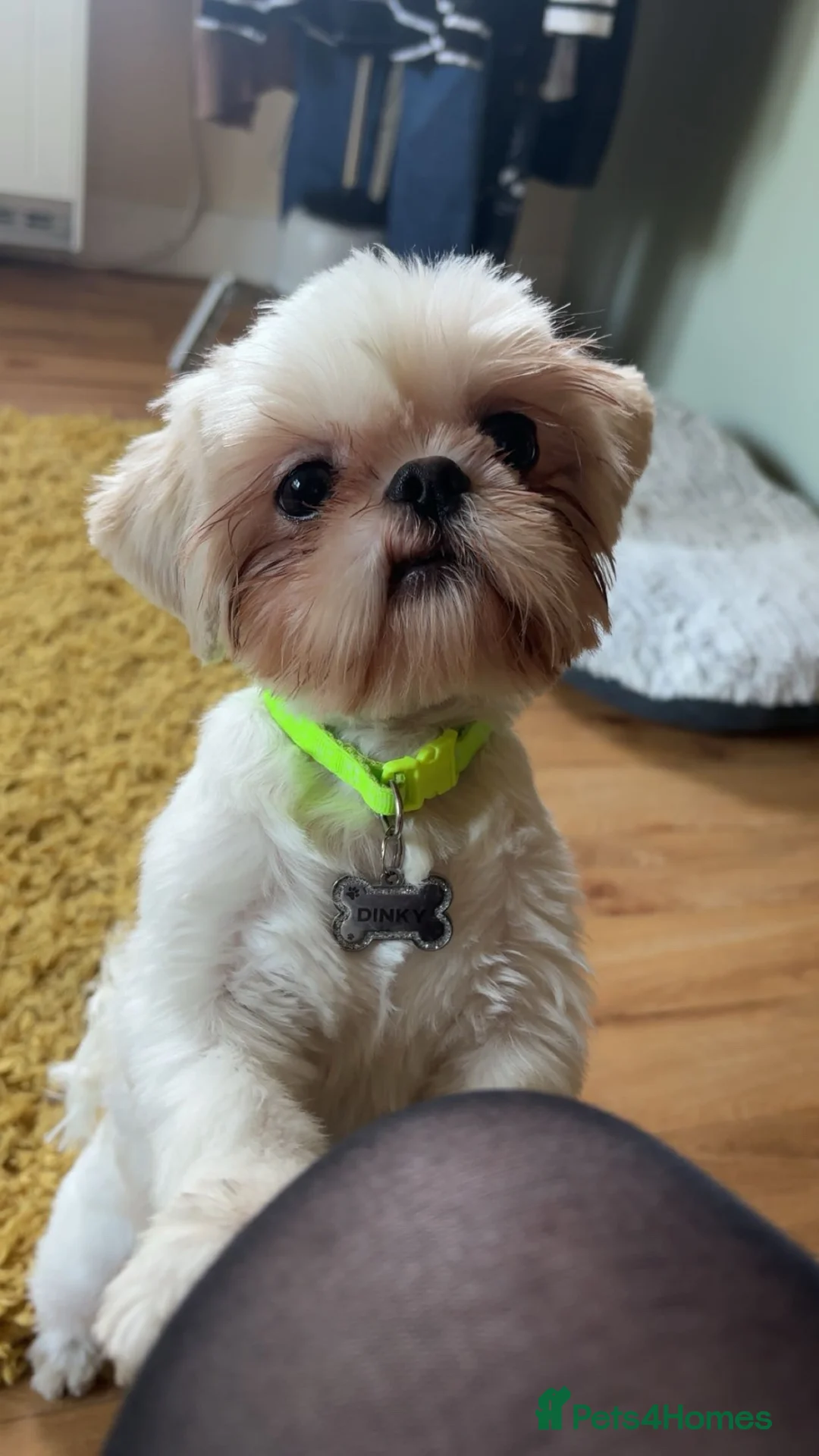 Shih Tzu dogs for sale: Pedigree white&cream shih tzu - Advert 6
