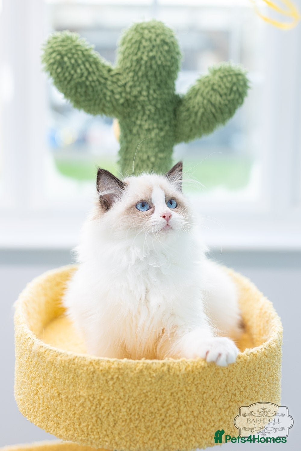 Ragdoll cats Ragdoll Bicolor Kitten Boy LRCA TICA - Advert 5