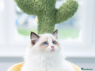 Ragdoll cats Ragdoll Bicolor Kitten Girl LRCB TICA ❤❤❤ - Advert 11