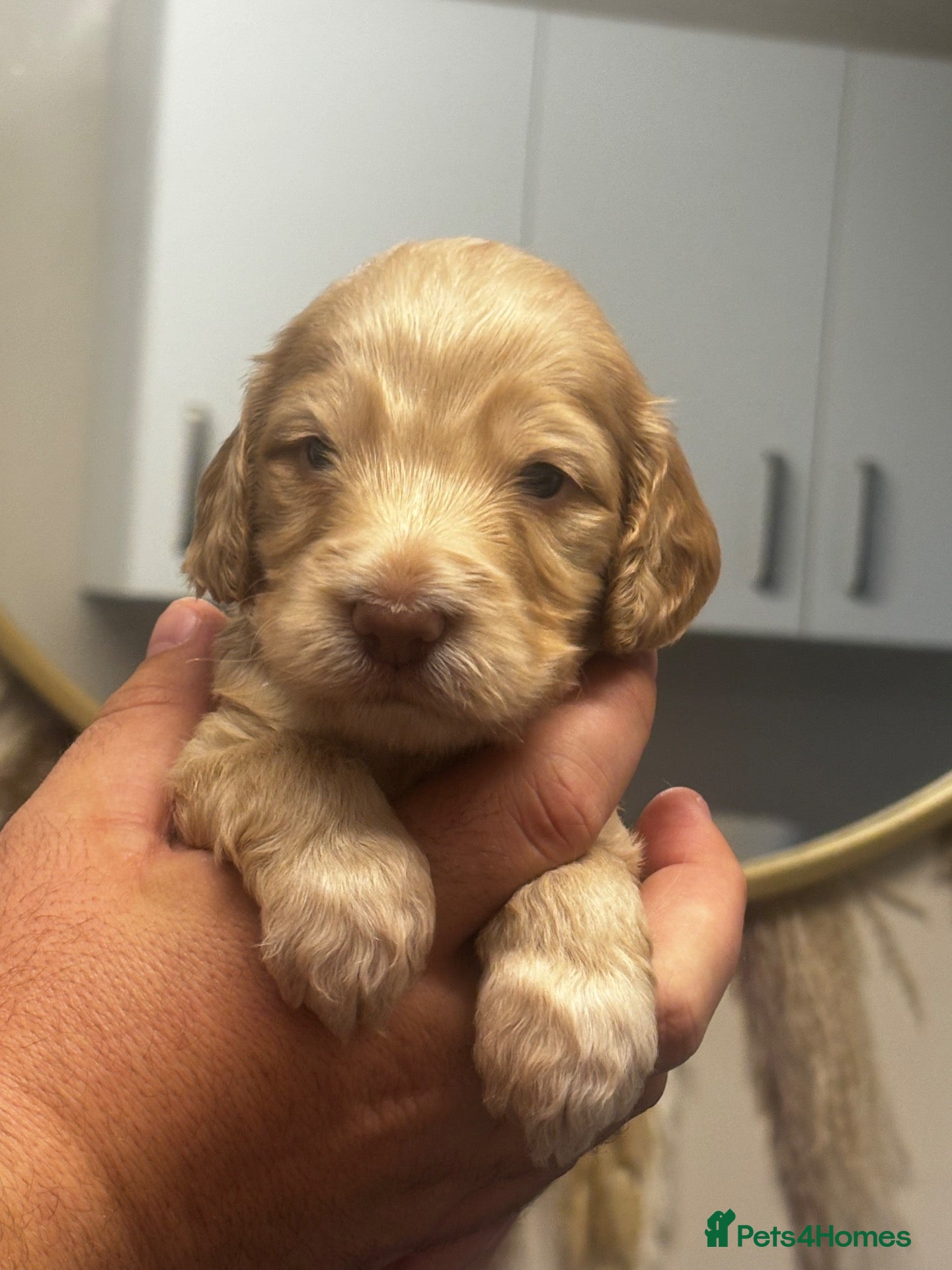 Cockapoo dogs for sale: Last beautiful girl 🥰❤️ - Advert 1