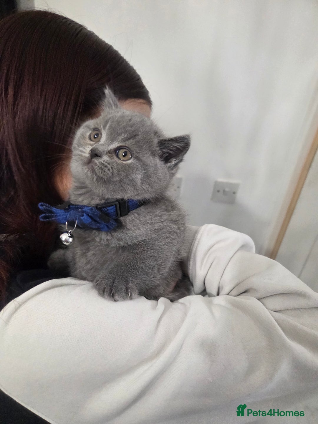 British Shorthair cats for sale:  Pedigree Blue british shorthair kittens - Advert 3