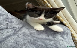 American Shorthair cats for sale: 5 kittens for sale 1boy 4girls.  - Image 4