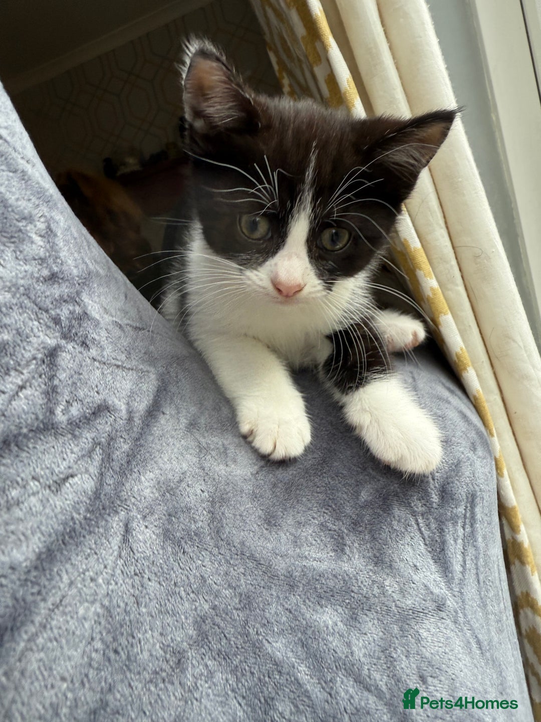 American Shorthair cats for sale: 5 kittens for sale 1boy 4girls.  - Image 4