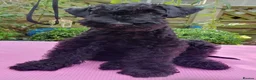 Kerry Blue Terrier dogs for sale: Kerry blue terrier puppies - Advert 19