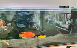 Cichlids fish for sale: Malawi Cichlids  - Image 3