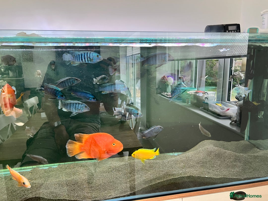 Cichlids fish for sale: Malawi Cichlids  - Image 3