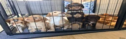 Cockapoo dogs for sale: Beautiful litter of F1B Cockerpoo Puppies - Advert 17