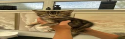 Mixed Breed cats for sale: Beautiful tabby kittens for sale - Advert 24