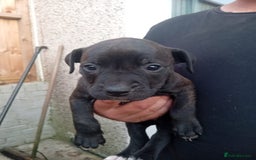 American Bulldog dogs for sale: Amercian Bulldog Pups 🐾  - Image 9