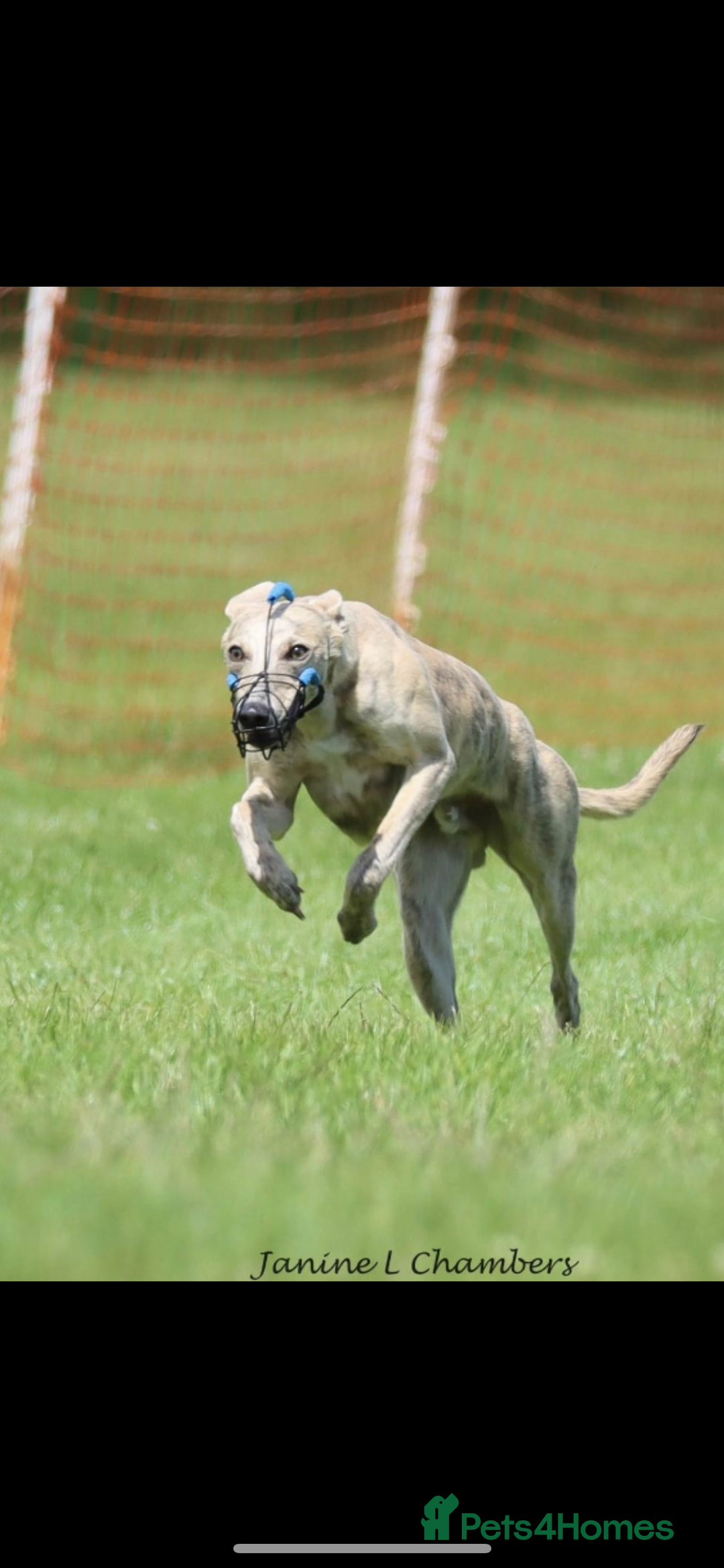Whippet dogs for stud: KC Registered Blue Brindle for stud in Barnsley - Advert 1