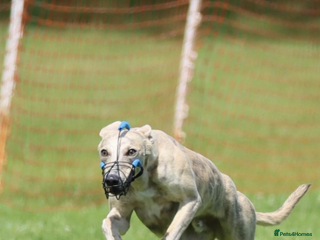 Whippet dogs in Barnsley - Advert 12