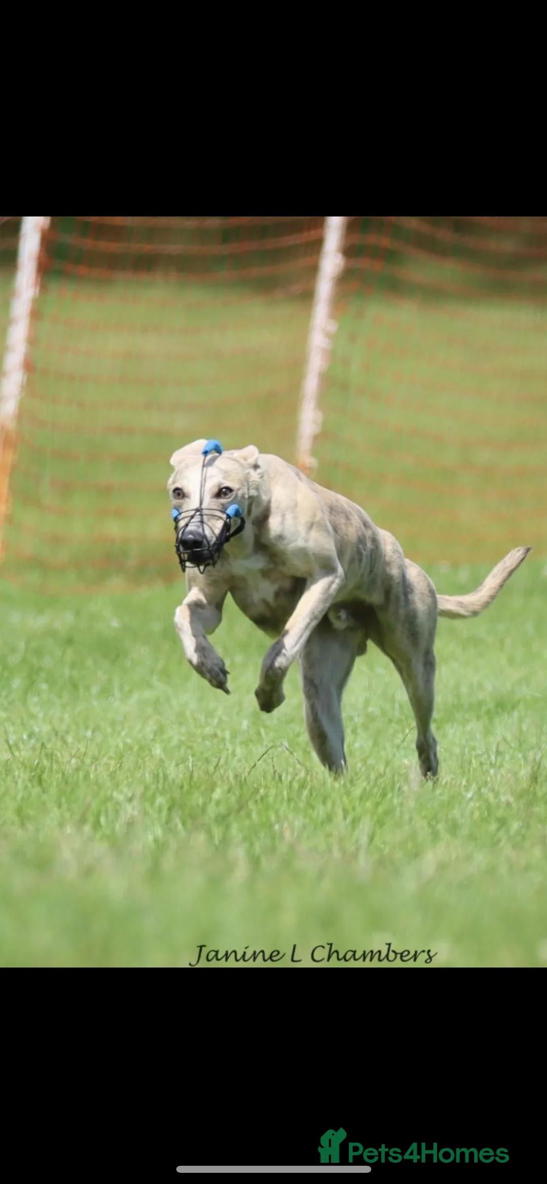 Whippet dogs for stud: KC Registered Blue Brindle for stud in Barnsley - Advert 1