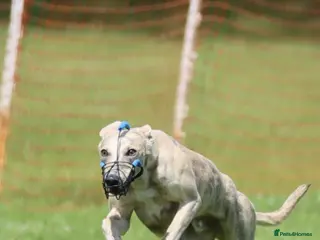 Whippet dogs KC Registered Blue Brindle for stud in Barnsley - Advert 2