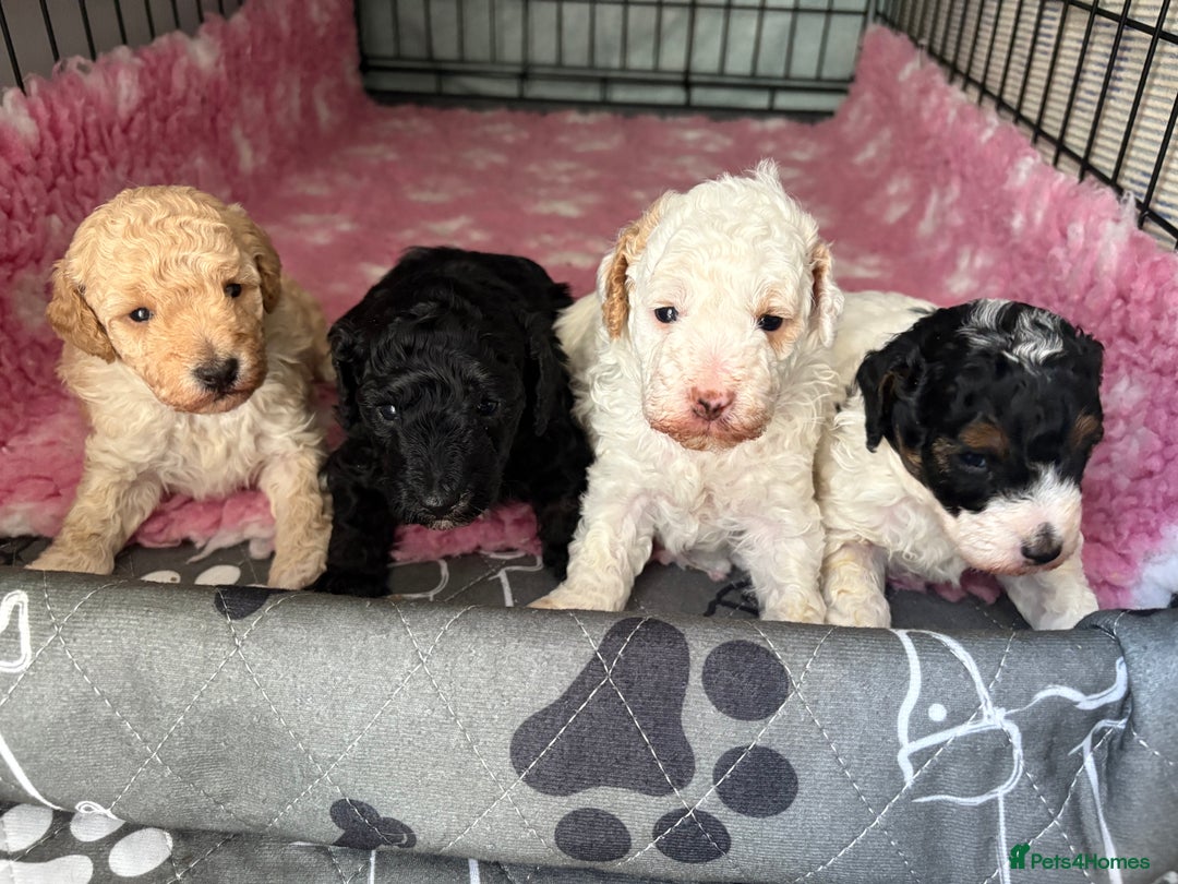 Jackapoo dogs for sale: Beautiful female jackapoo puppies - Image 2