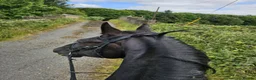 Irish Draught horses for sale: Beautiful Zahia - Advert 7