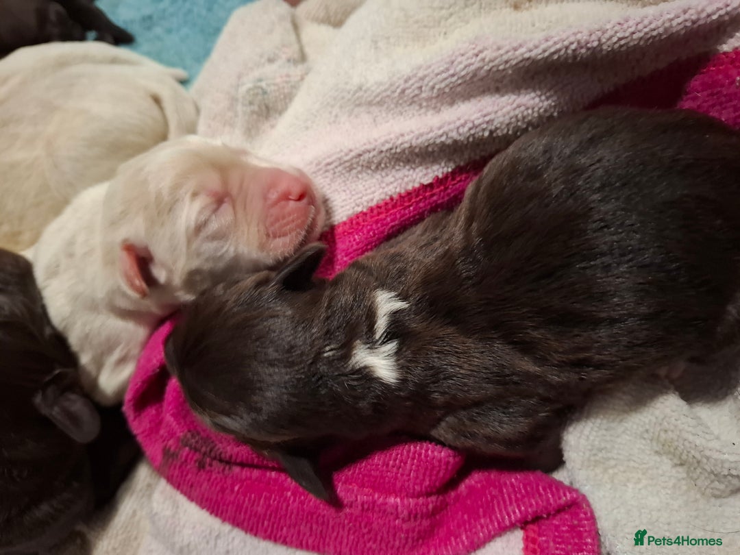 Labradoodle dogs for sale: Beautful labradoodle puppies available for sale  - Advert 3