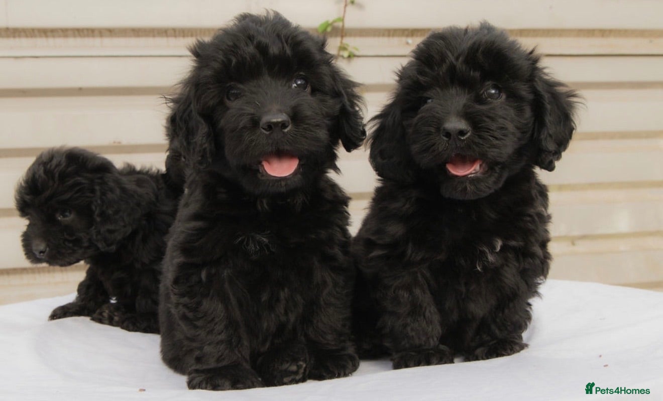 Cockapoo dogs 4 cockapoo boys READY TO LEAVE🏡 - Advert 1