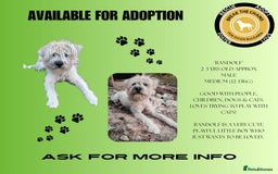 Mixed Breed dogs for adoption: Randolph, 2 - 3 yrs. Available for adoption. - Image 3