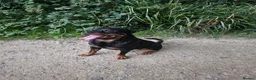 Rottweiler dogs for sale: Beautiful Rottweiler Litter Expected in Gosport - Advert 4