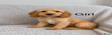 Cockapoo 7