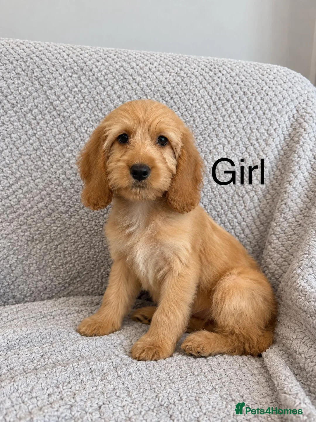Cockapoo dogs for sale: Cockapoo Puppies Ready Now  - Advert 16