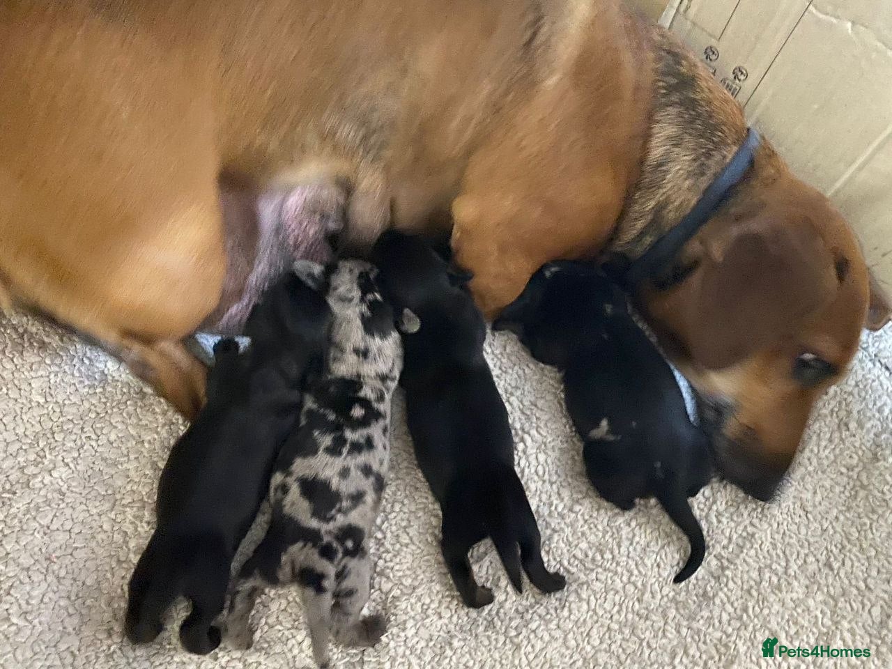 Miniature Dachshund dogs STUNNING KC PUPPIES - Advert 1