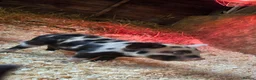 Pig livestock for sale: Stunning kune kune friendly pet piglets - Advert 19