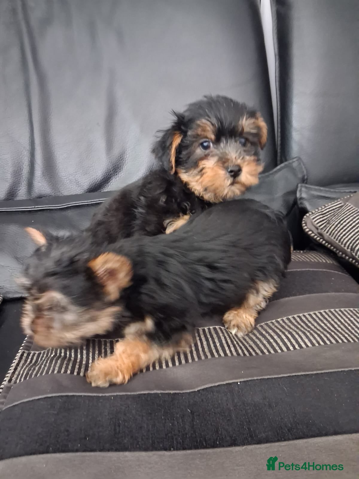 Yorkshire Terrier dogs 3 males 1 female - Advert 1