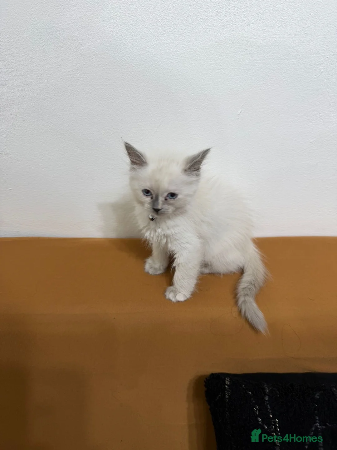 Ragdoll cats for sale: BLUE POINT RAGDOLL FEMALE KITTEN *AVAILABLE* - Advert 6