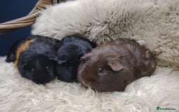 Guinea Pig rodents for sale: Guinea pigs babies and adults  - Image 9