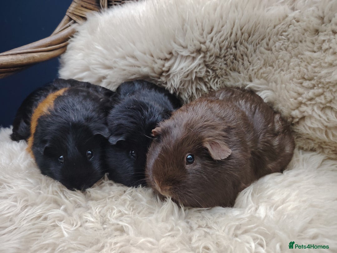 Guinea Pig rodents for sale: Guinea pigs babies and adults  - Image 9