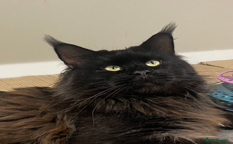 Maine Coon cats - Advert 3
