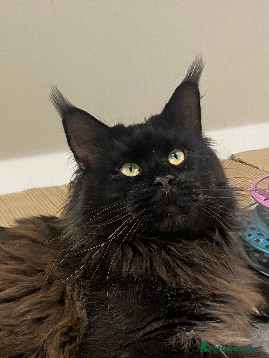 Maine Coon cats for sale: Attention please  - Image 13