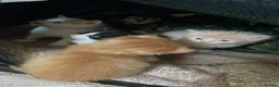 Mixed Breed cats for sale: 5 gorgeous mixed breed kittens for sale Halloween  - Advert 4