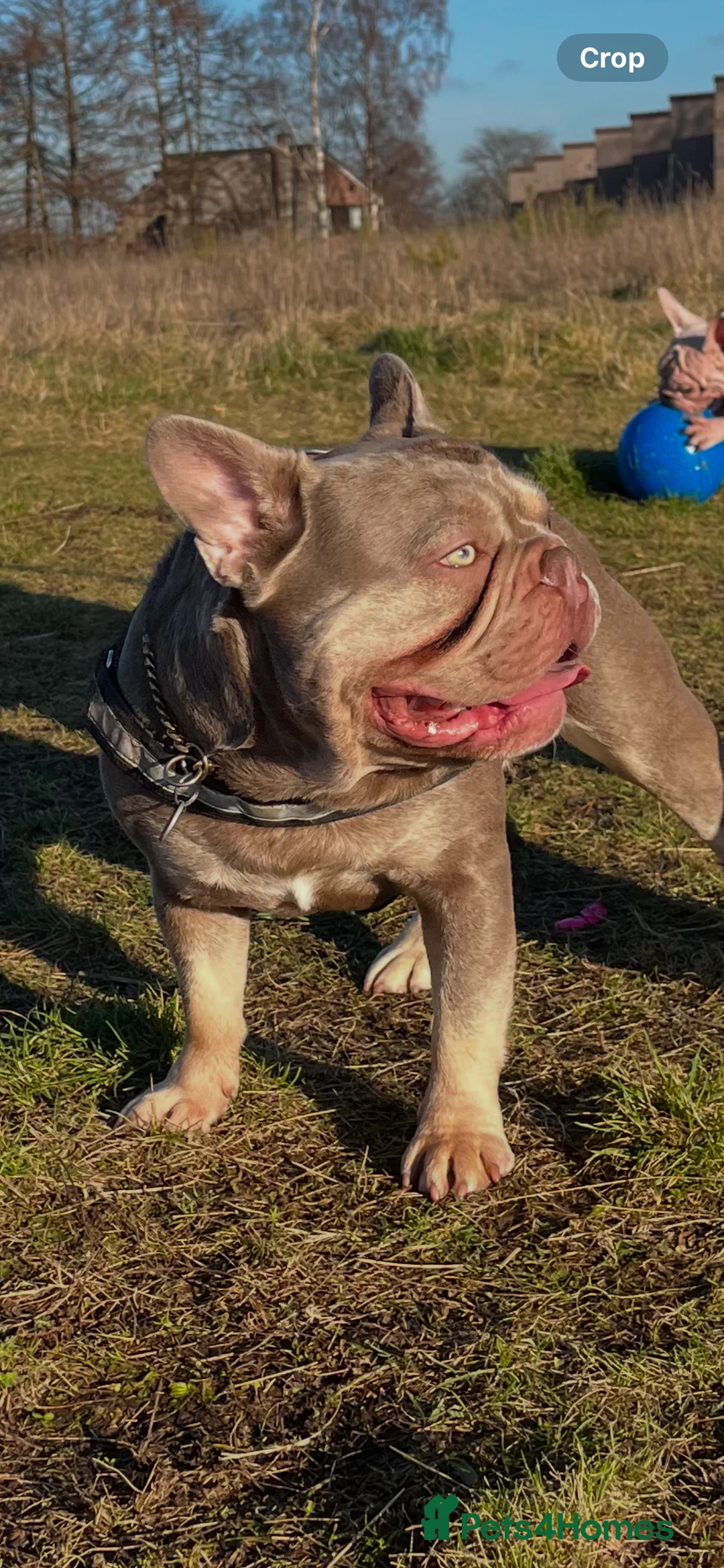 French Bulldog dogs for stud: Stunning French Bulldog For Stud in Dundee - Advert 6