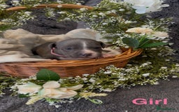 Staffordshire Bull Terrier dogs for sale: Stunning Staff Puppies  - Image 22